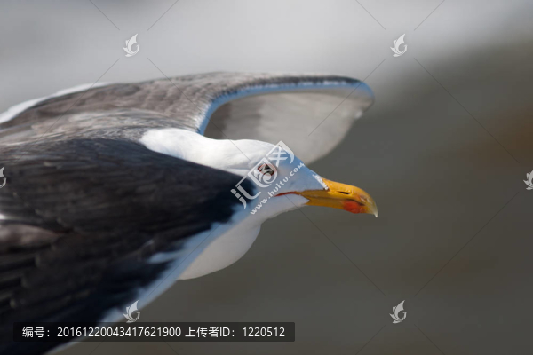 小黑背鷗飛行