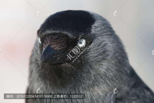 靠近一個(gè)western_jackdaw