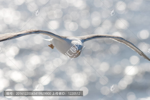 小黑背鷗飛行