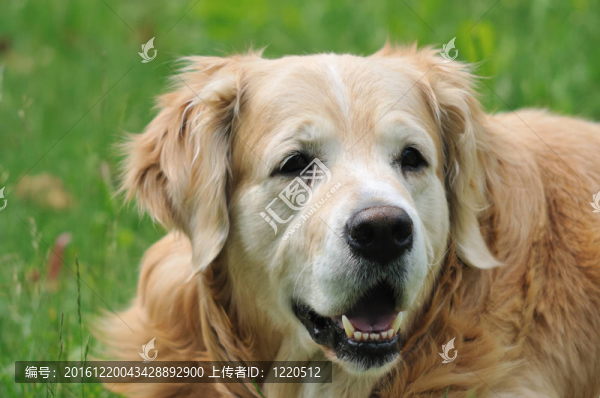 金毛獵犬