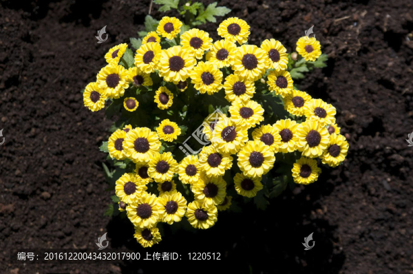 Flowers站在黑暗的大地上綻放
