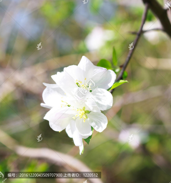 蘋果花