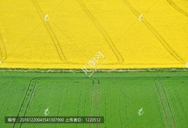 美麗的油菜田景觀延伸到明亮的黃色和綠色距離