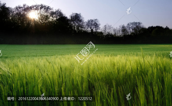 新的增長agrucultiral小麥美麗的田野