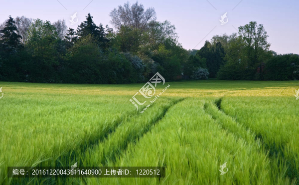 新的增長(zhǎng)agrucultiral小麥美麗的田野