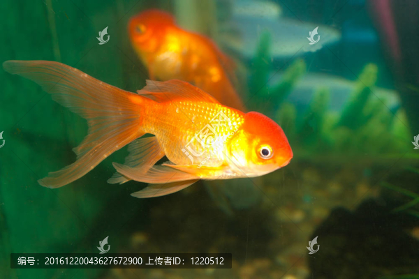 金獅頭金魚在魚缸