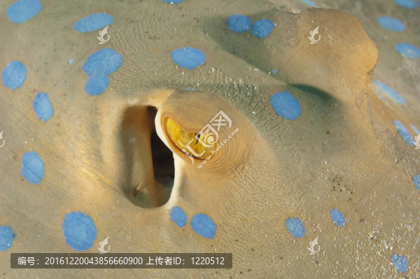 藍(lán)色的斑點(diǎn)湖雷特寫