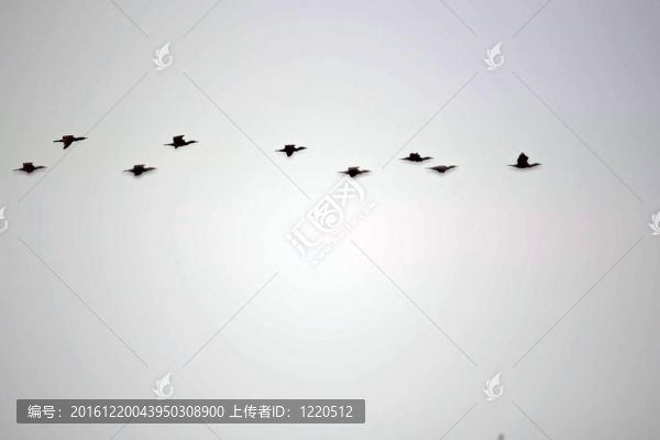 天空的鴨子