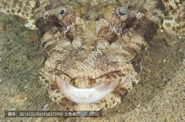 對(duì)crocodilefish頭部特寫