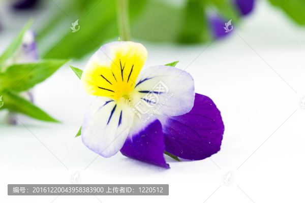 三色紫羅蘭
