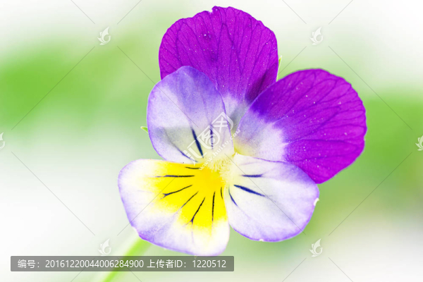 三色紫羅蘭