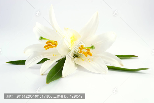 白色的百合花