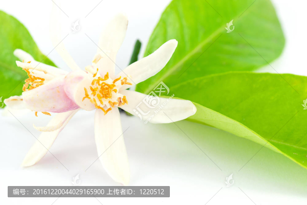 檸檬花