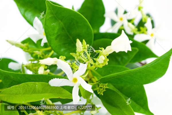 茉莉花
