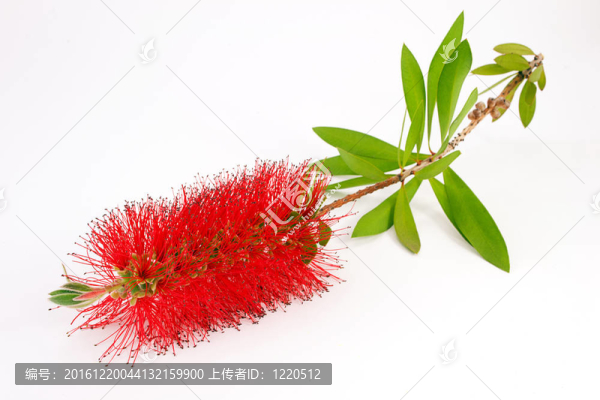 紅瓶刷樹（串）