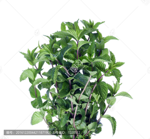 鮮綠薄荷葉