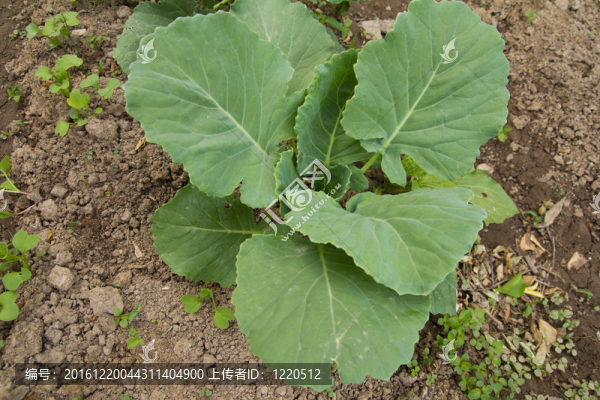 在花園里的卷心菜