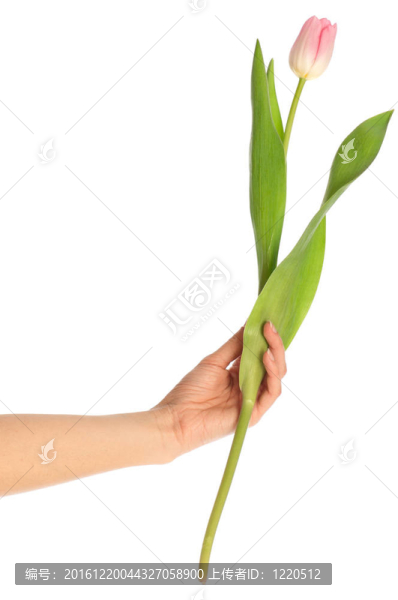 春天的郁金香