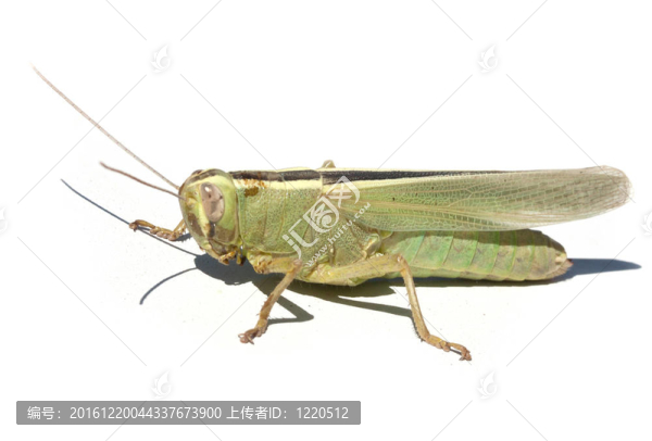 蚱蜢宏