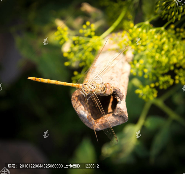 蜻蜓；宏
