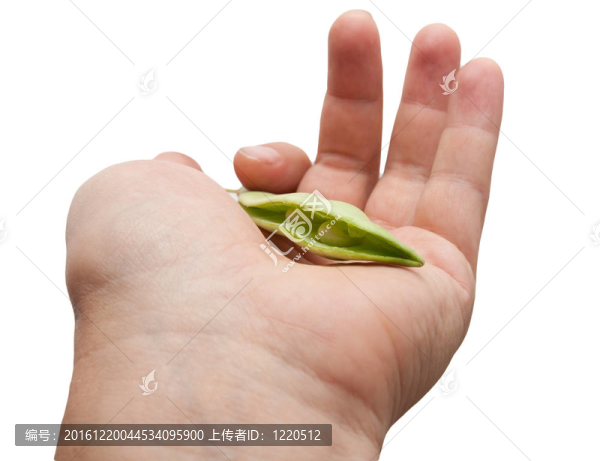 白色背景上手上的四季豆