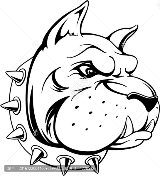 斗牛犬的頭部