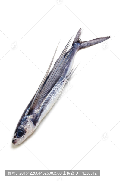 海岸飛魚