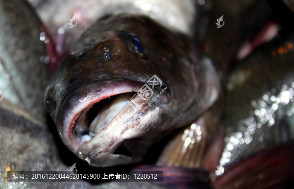 魚釣