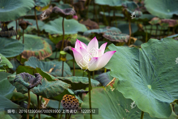 蓮花