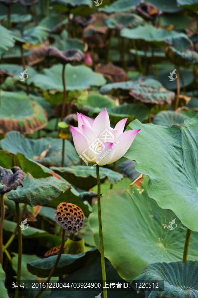 蓮花