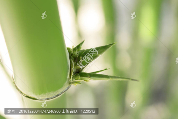 竹