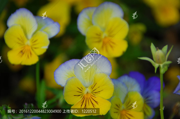 藍(lán)黃三色堇花