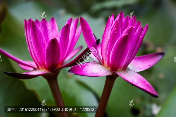 池塘里的荷花。