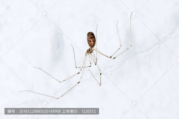 大蚊