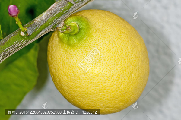 在樹上的柚子