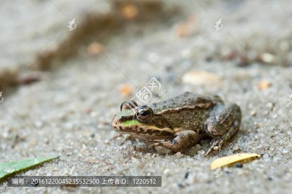 青蛙
