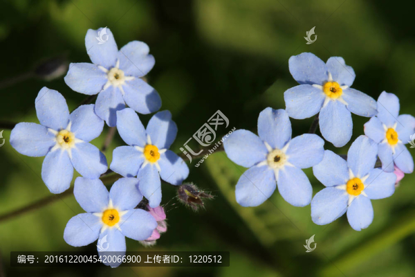 藍(lán)色的勿忘我花（勿忘我）