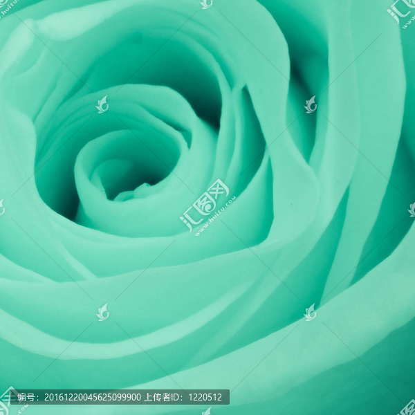 綠薔薇特寫