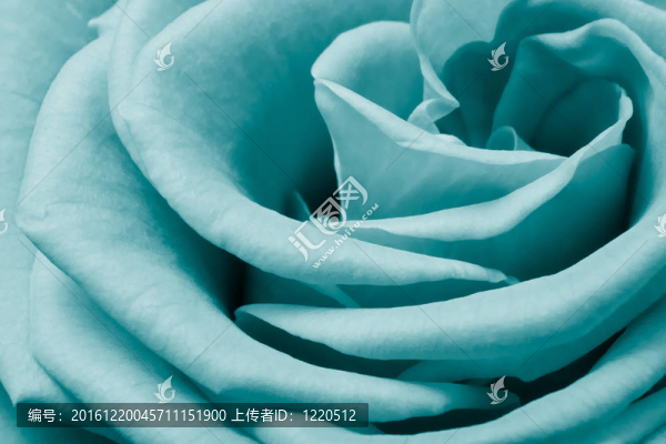 玫瑰花瓣