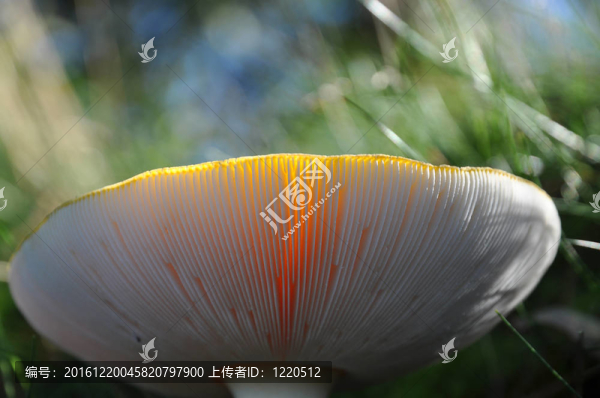 蘑菇片