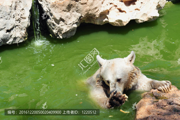 圣經(jīng)動物園