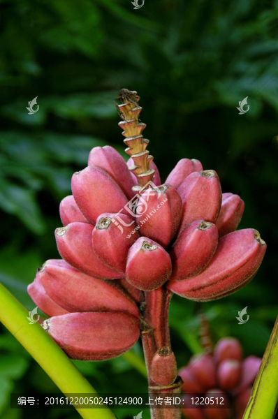 粉紅色天鵝絨的香蕉