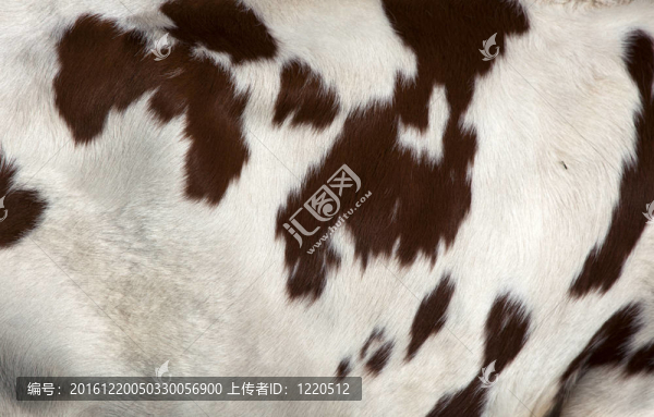奶牛皮膚細節(jié)