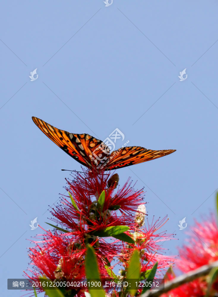 紅花蝴蝶