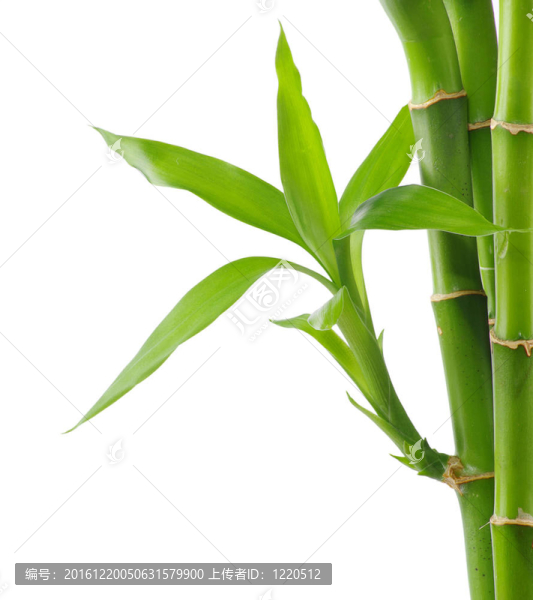 竹