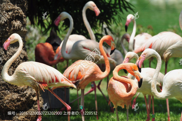 圣經(jīng)動物園