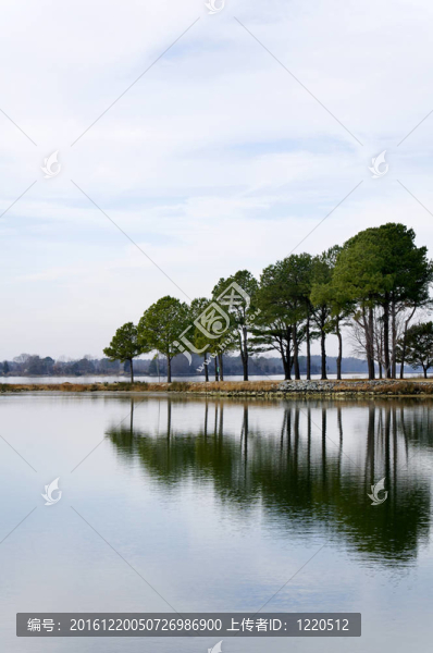海灣兩岸的樹木