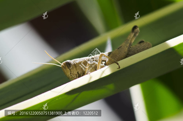 蚱蜢