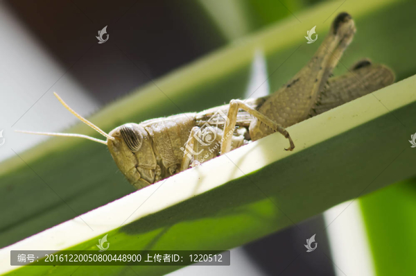 蚱蜢