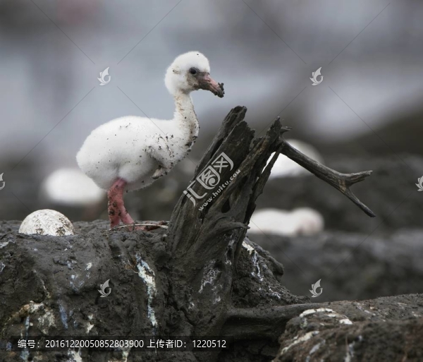 在鳥巢的加勒比火烈鳥鳥寶寶。